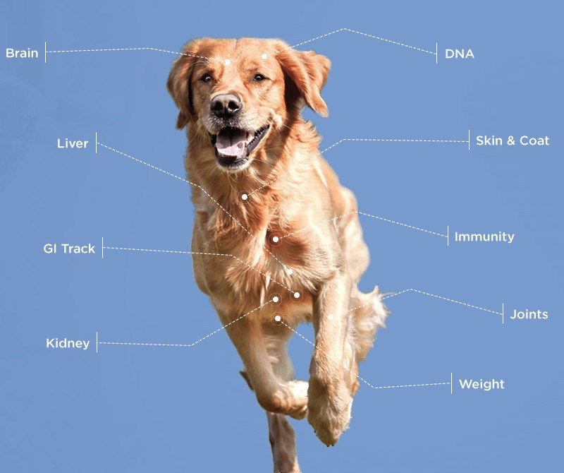 EverPup Nutrition - Dog Infographic